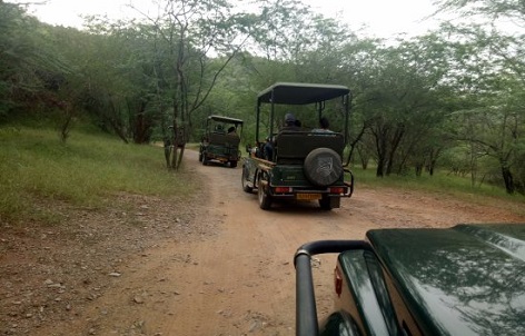 jhalani leopard safari img