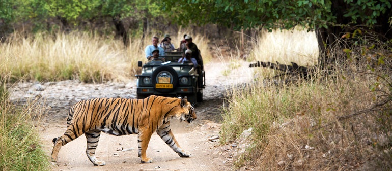 Ranthambhore Tiger Reserve image